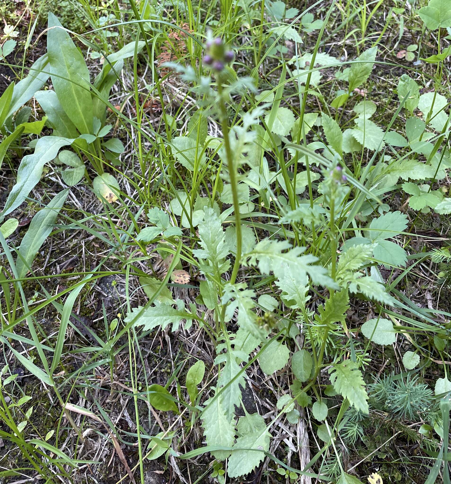 Image of Rayless Mountain Groundsel