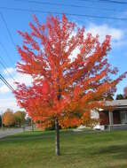 Image of Red Maple