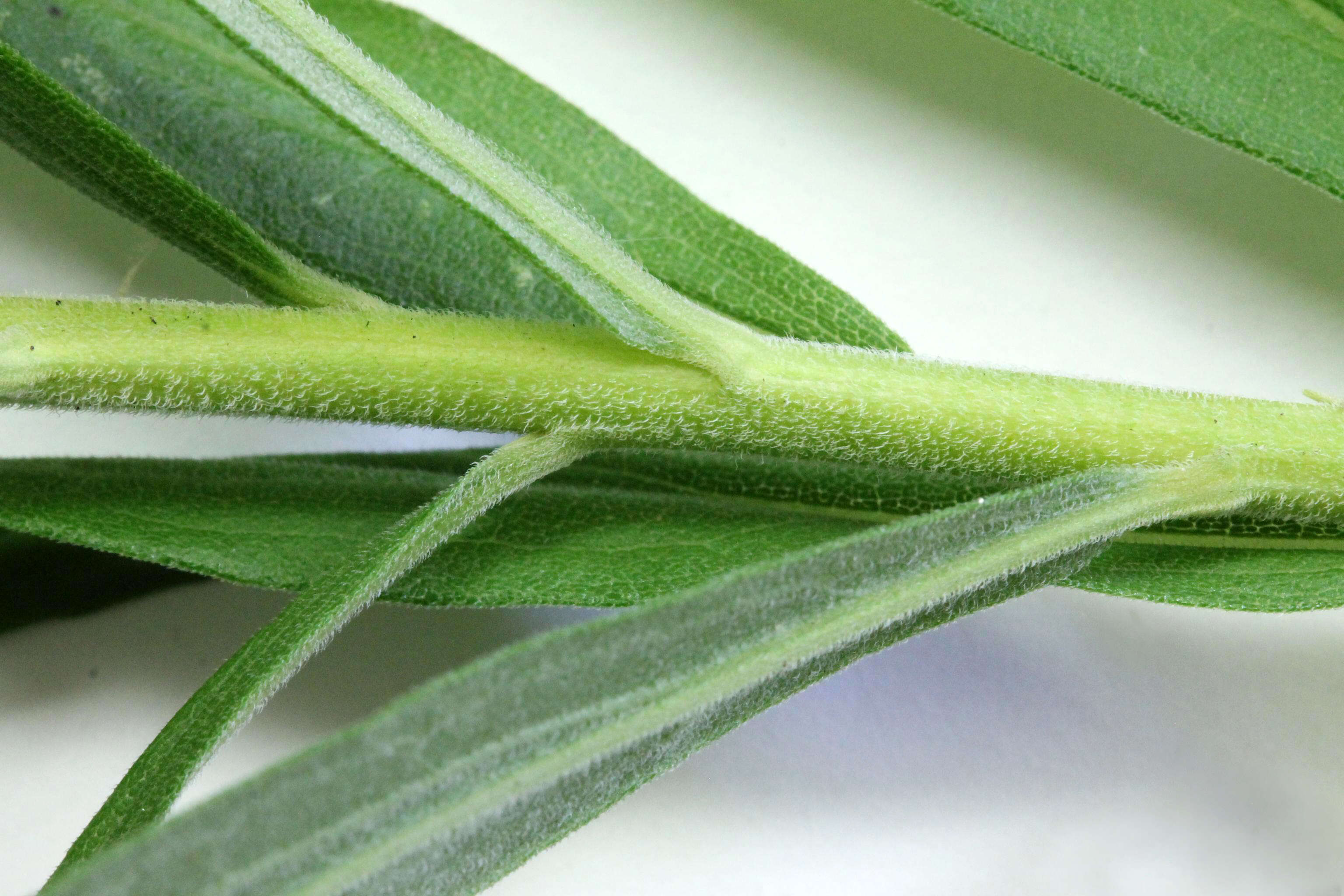 Imagem de Solidago altissima L.