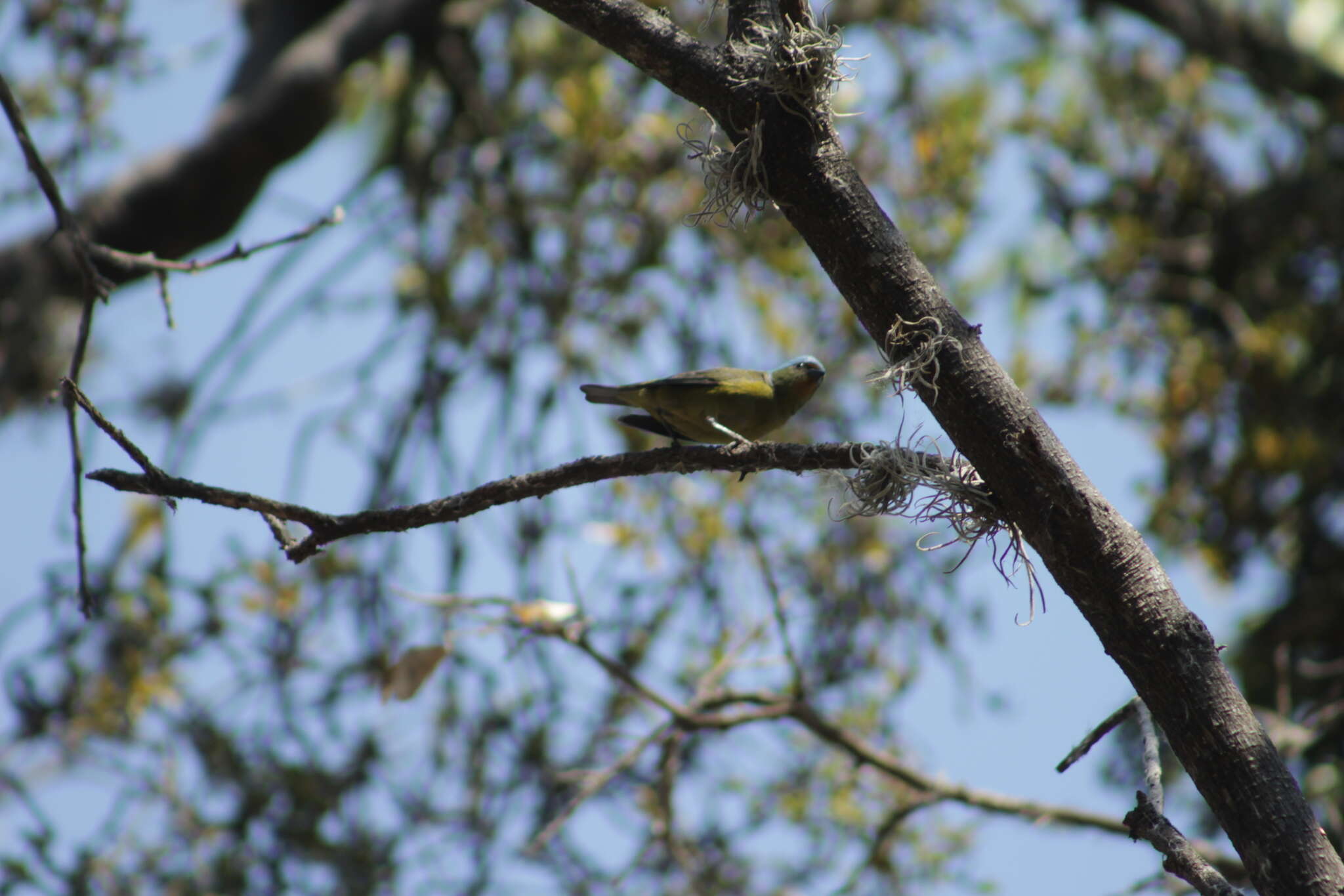 Chlorophonia elegantissima (Bonaparte 1838)的圖片