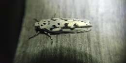 Image of Ethmia fumidella Wocke 1849