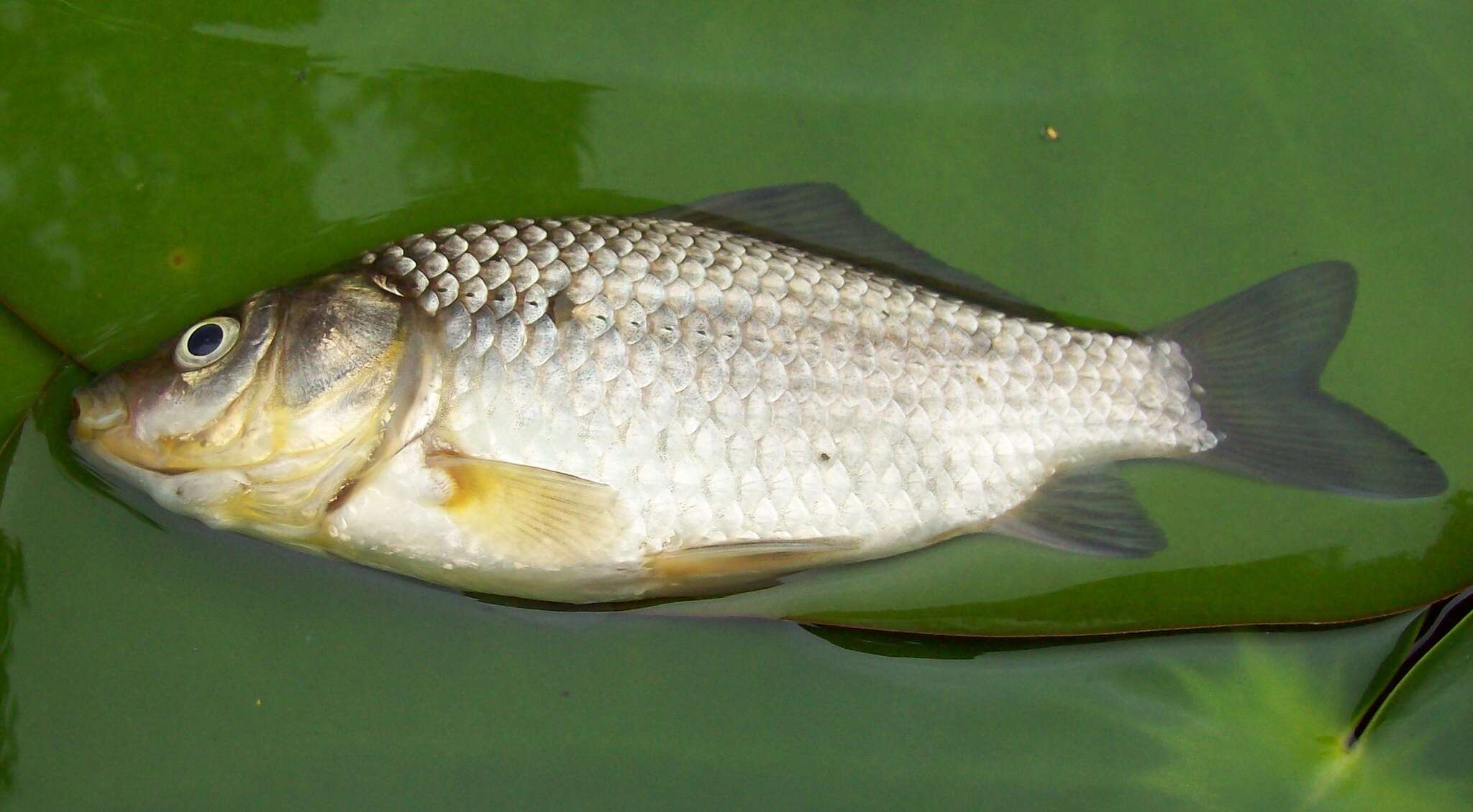 Image of Gibel carp