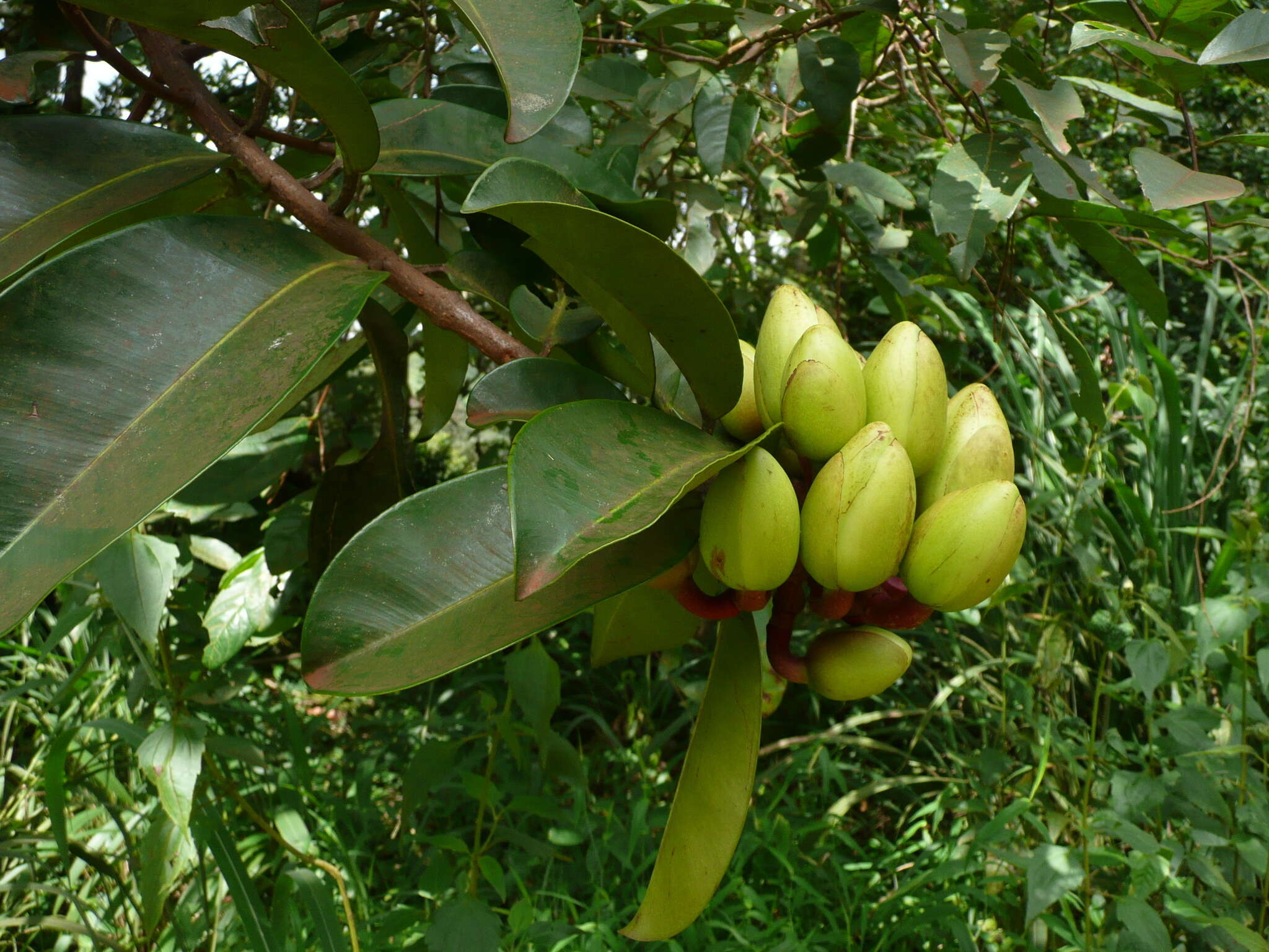 Image of butter tree