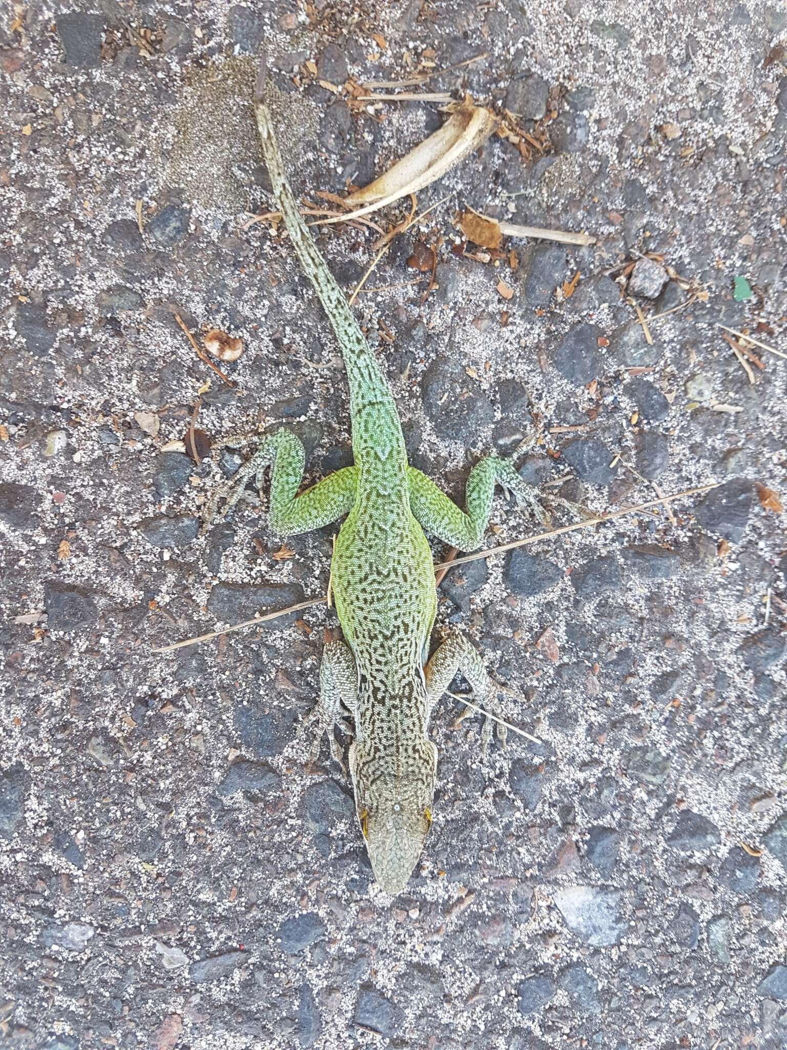 Image of Leach's Anole