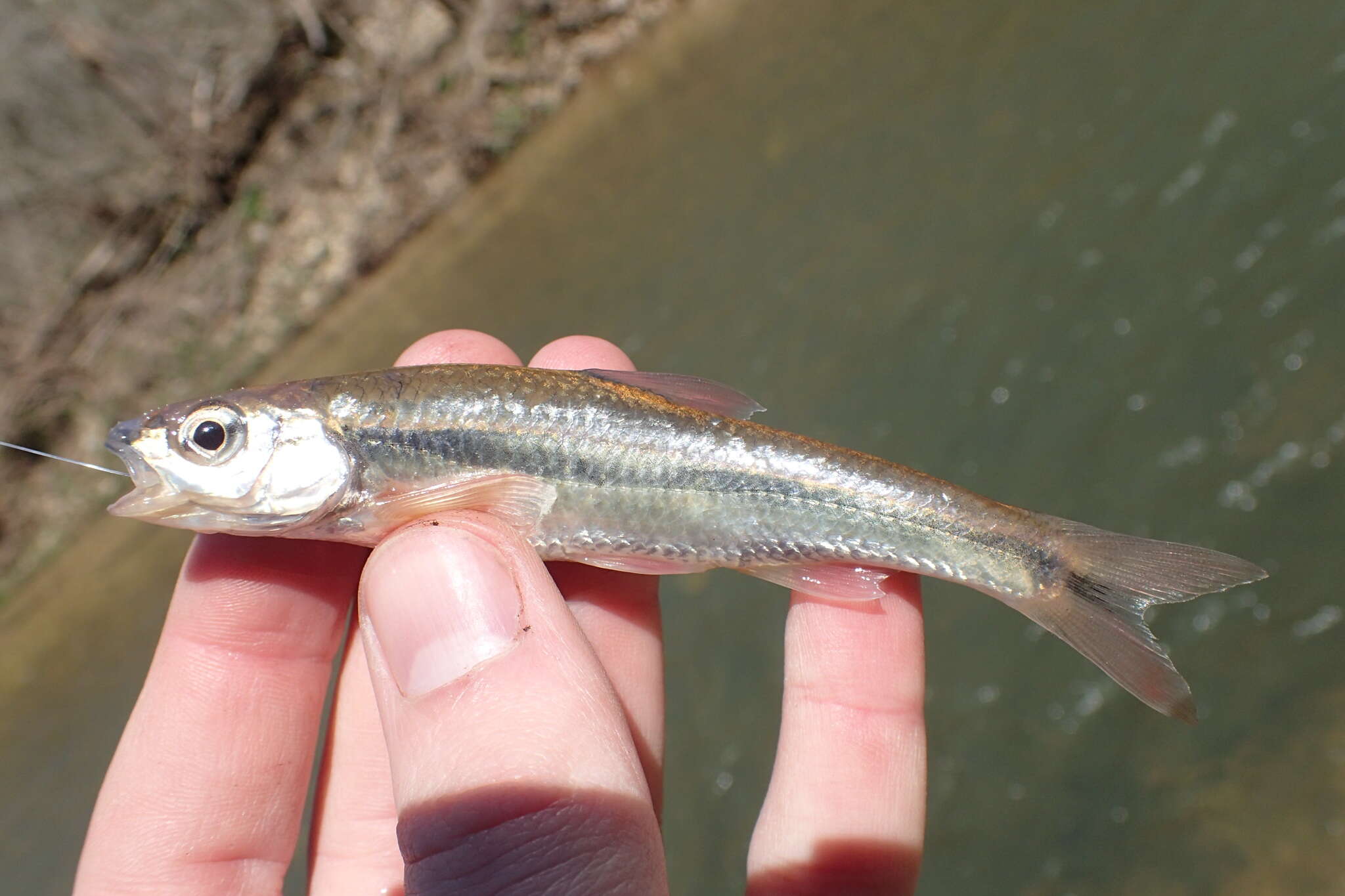 Image of Duskystripe shiner