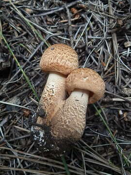 Слика од Tricholoma vaccinum (Schaeff.) P. Kumm. 1871