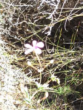 Image of Pelargonium patulum var. patulum