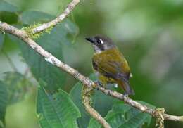 Image of Common Bush Tanager