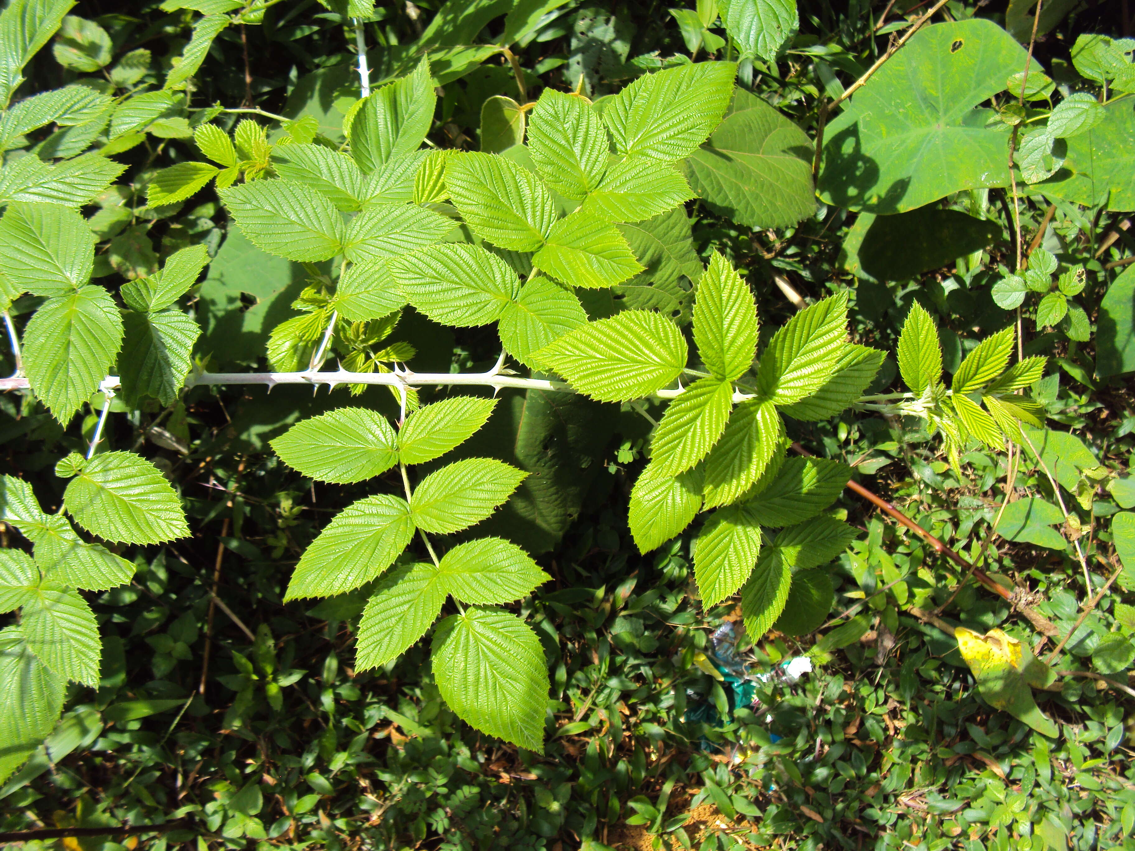 Image of Mysore raspberry