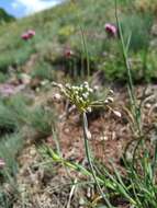 Image of Allium flavum subsp. tauricum (Besser ex Rchb.) K. Richt.