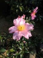 Image of Camellia sasanqua