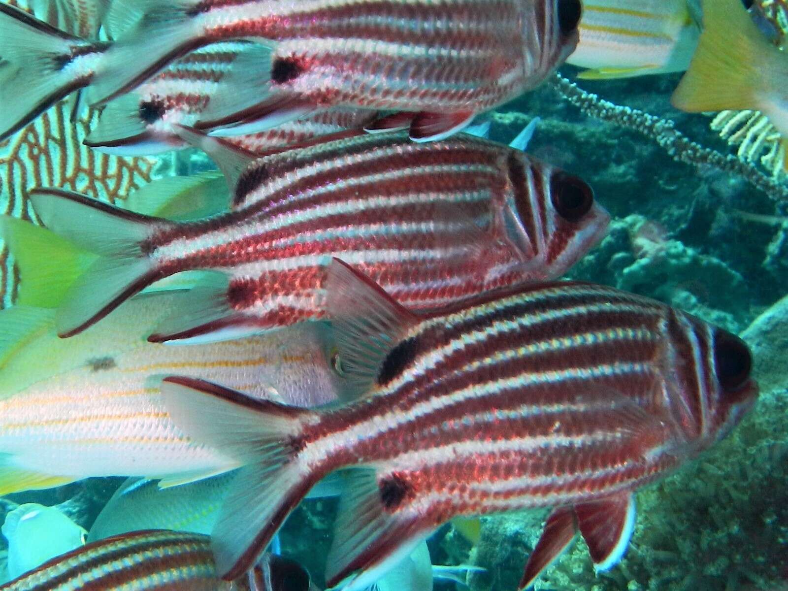 Image of Red Striped Squirrelfish