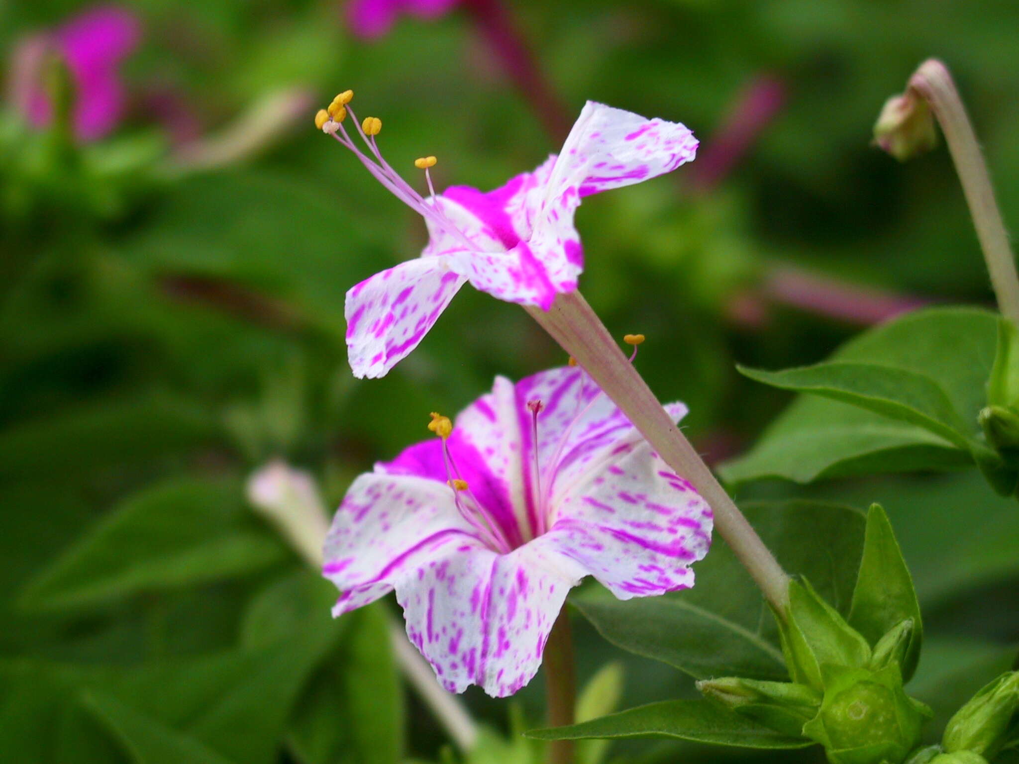 Image of Four o'Clock flower