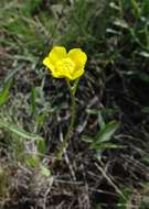 صورة Ranunculus pedatus subsp. silvisteppaceus (Dubovik) A. G. Elenevskii & T. G. Derviz-Sokolova