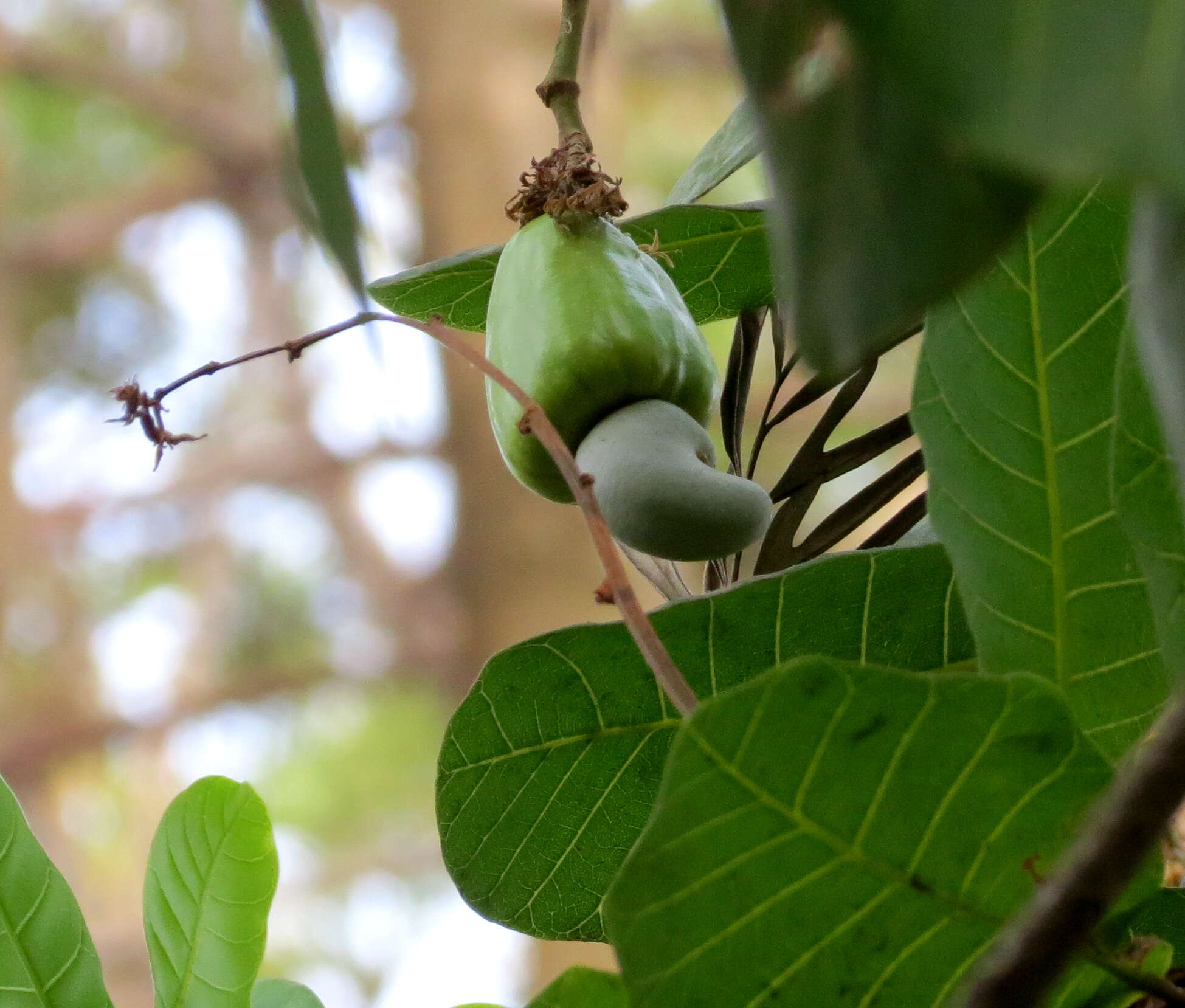 Image of cashew