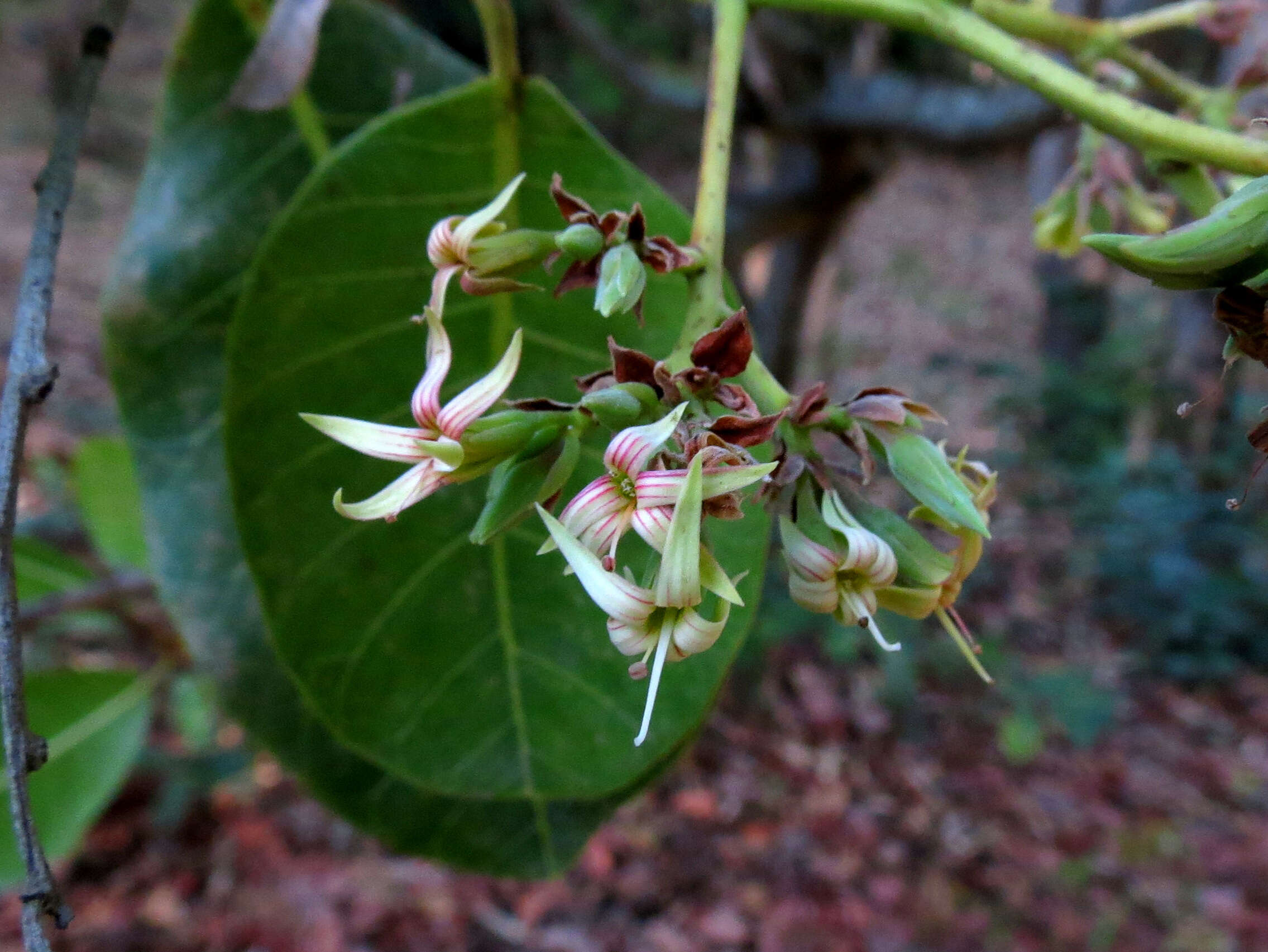 Image of cashew