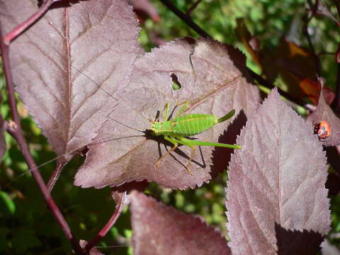 Image of speckled bush-cricket