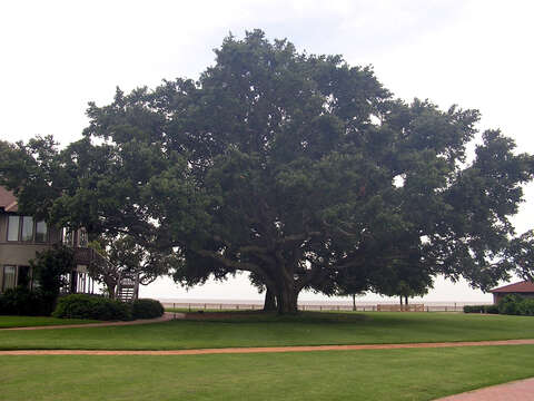 Image of Southern Live Oak