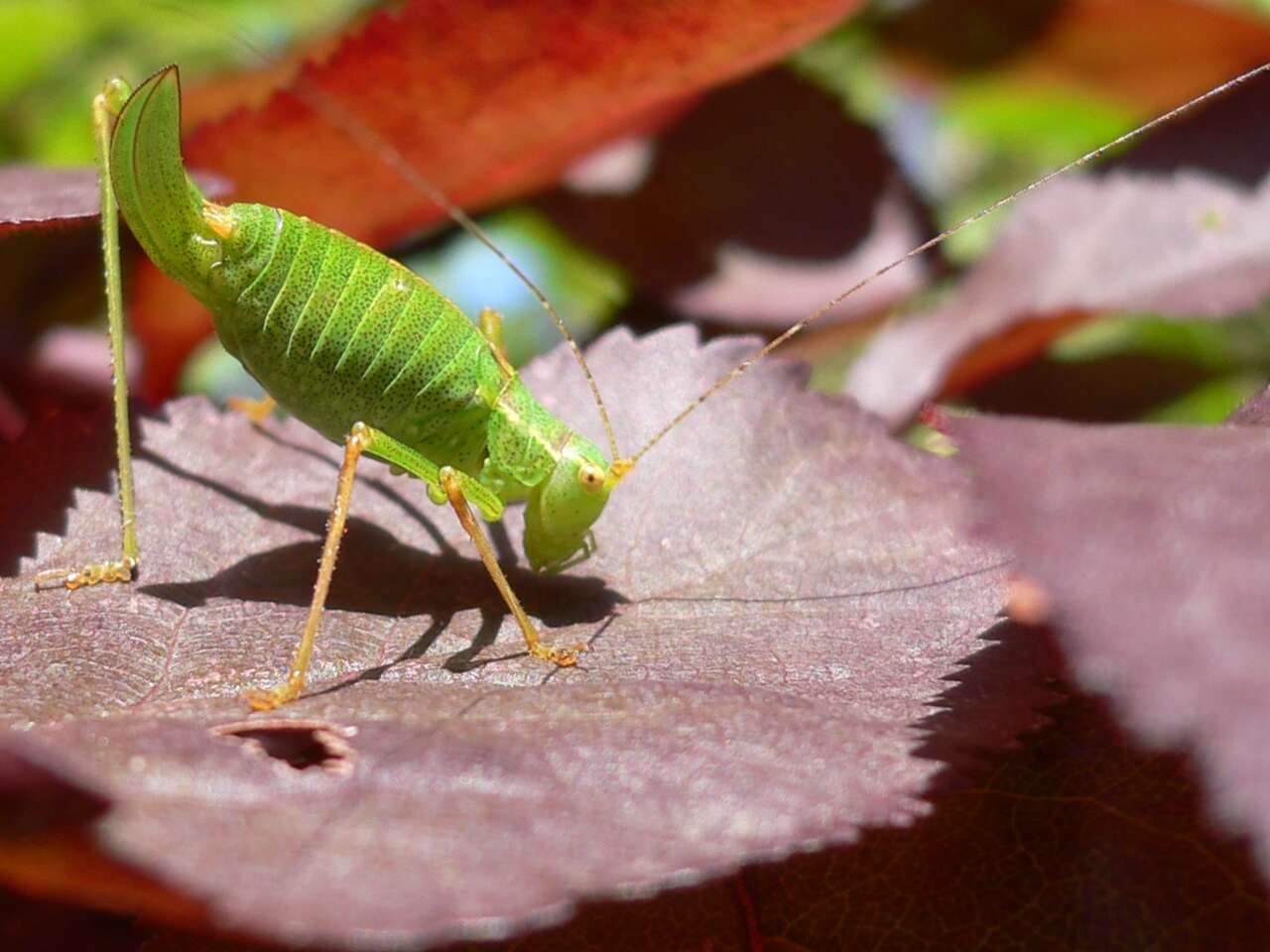 Image of speckled bush-cricket