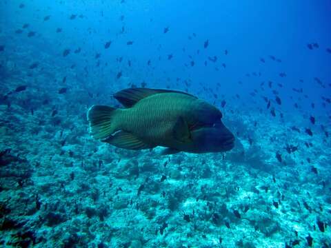 Image of Giant Wrasse