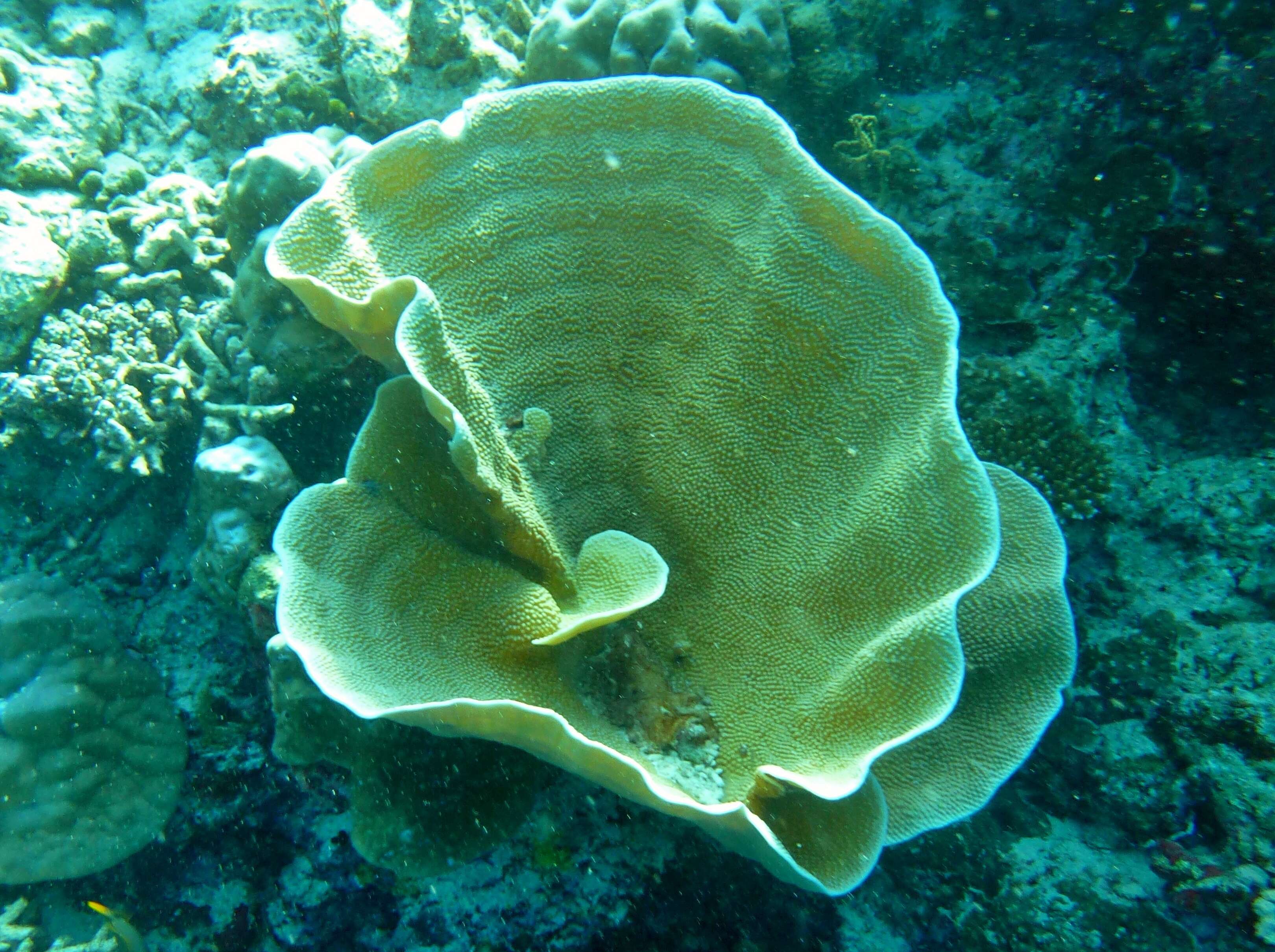 Image of hard coral