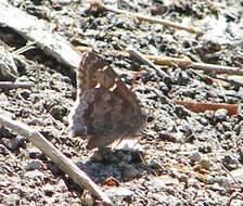 Image of Acacia Skipper