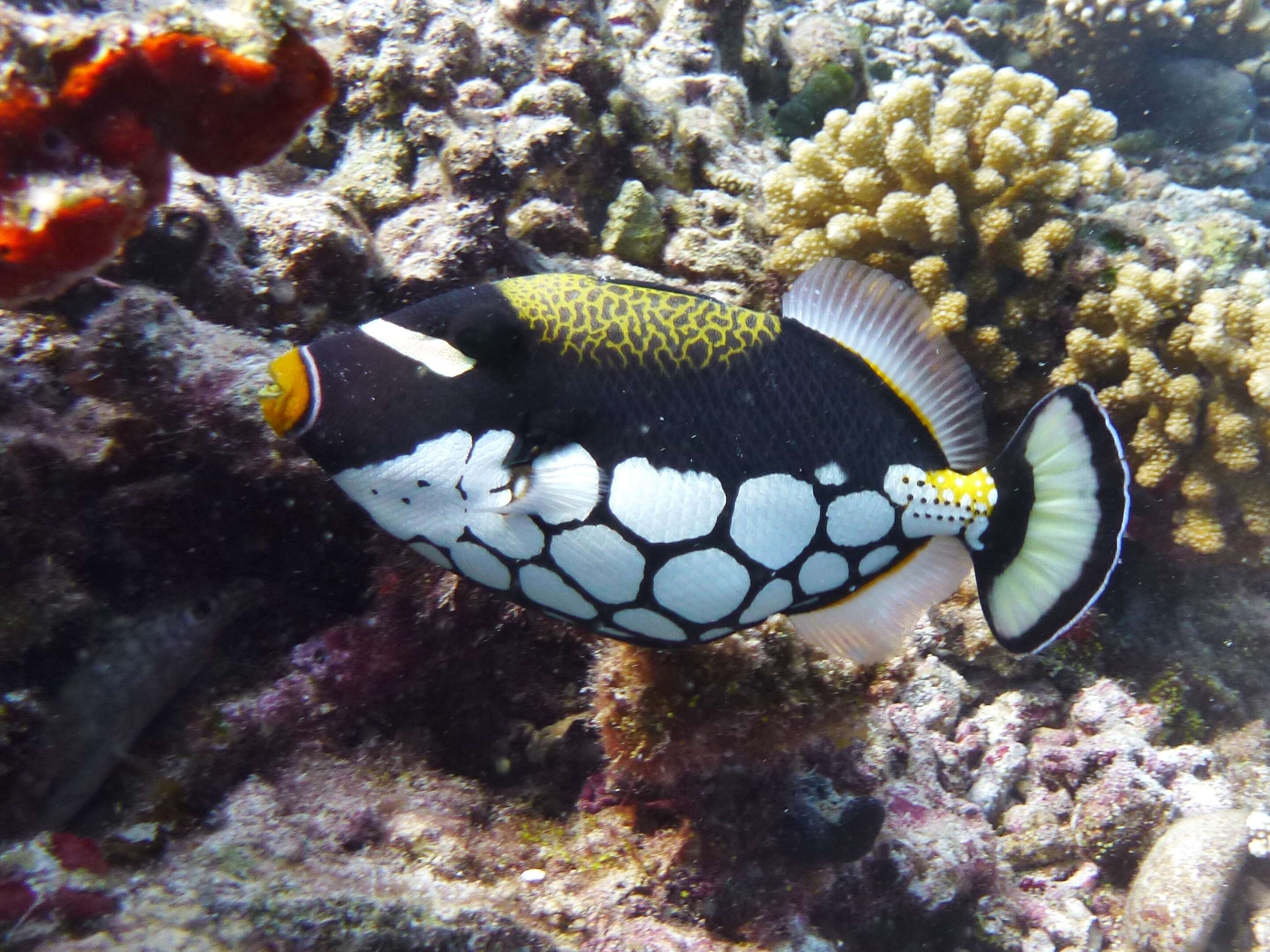 Image of clown triggerfish