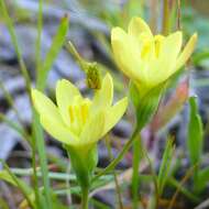 Imagem de Geissorhiza platystigma Goldblatt & J. C. Manning