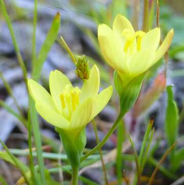 Imagem de Geissorhiza platystigma Goldblatt & J. C. Manning