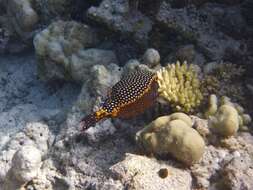 Image of Spotted boxfish