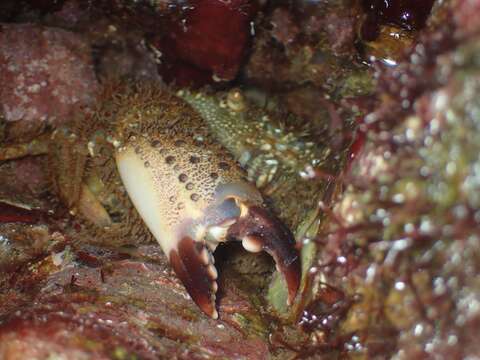 Image of Yellow Round Crab