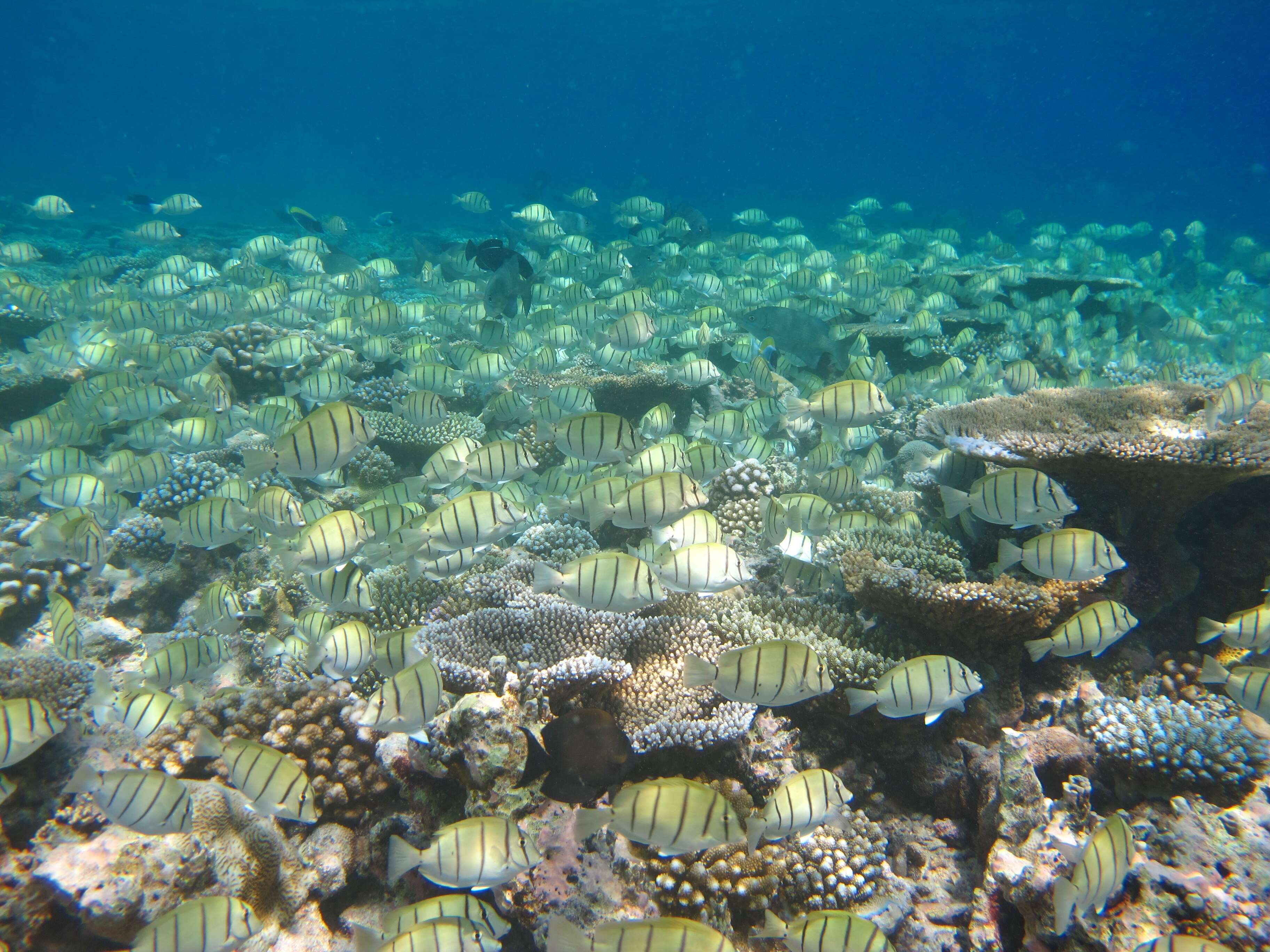 Image of Convict Surgeonfish