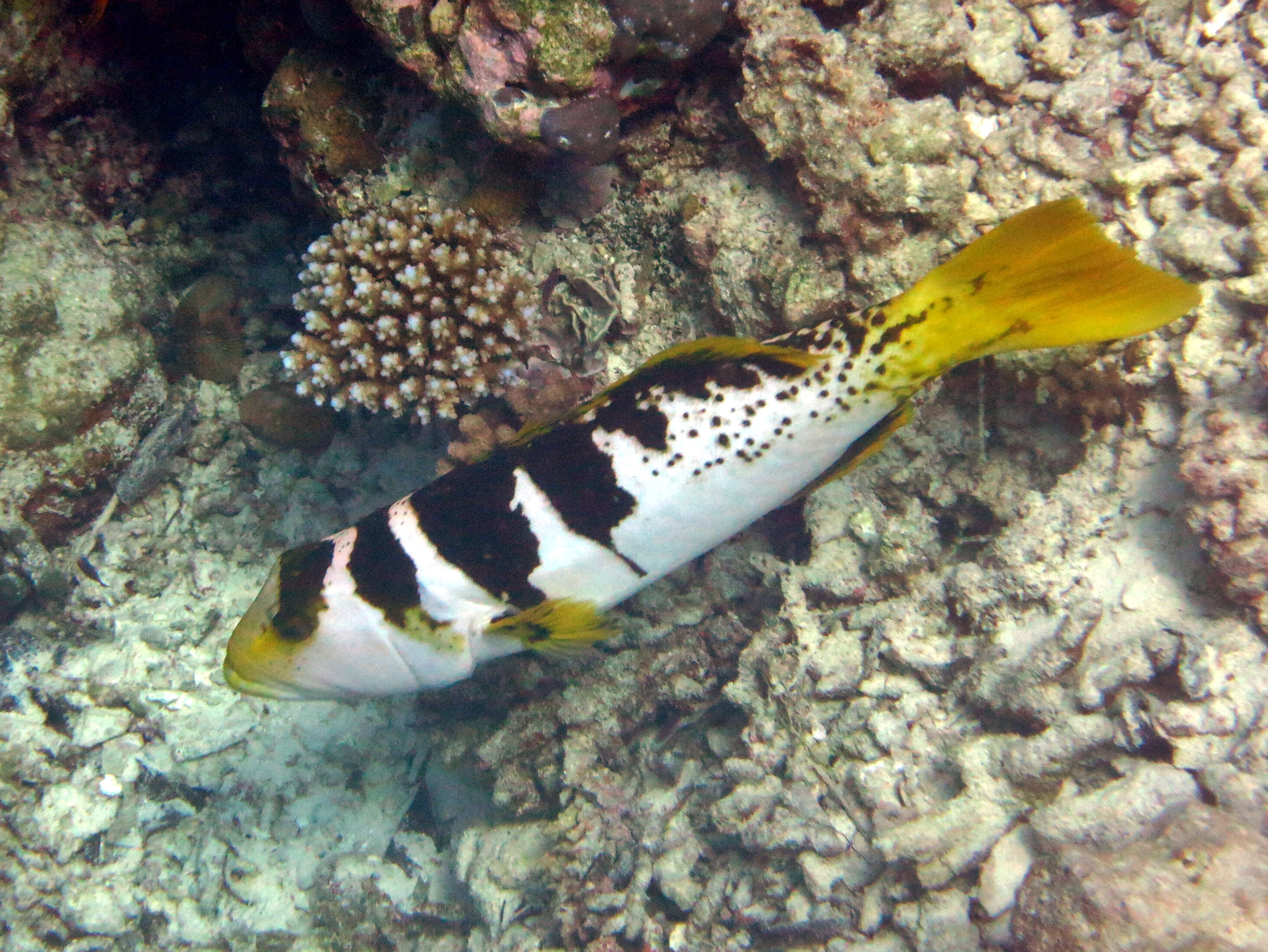 Image of Blacksaddled Coral Grouper