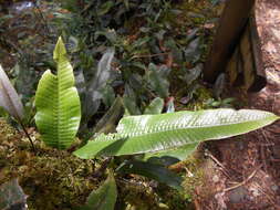 Image of Serpocaulon levigatum (Cav.) A. R. Sm.