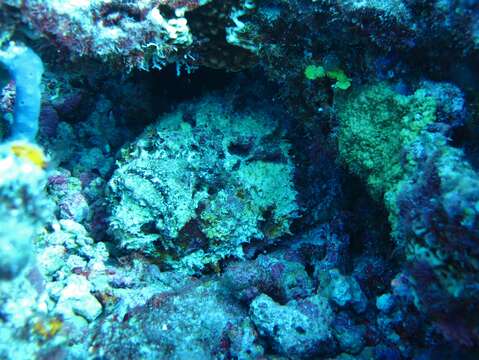 Image of Reef stonefish