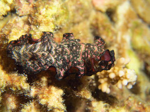 Image of Elegant flatworm