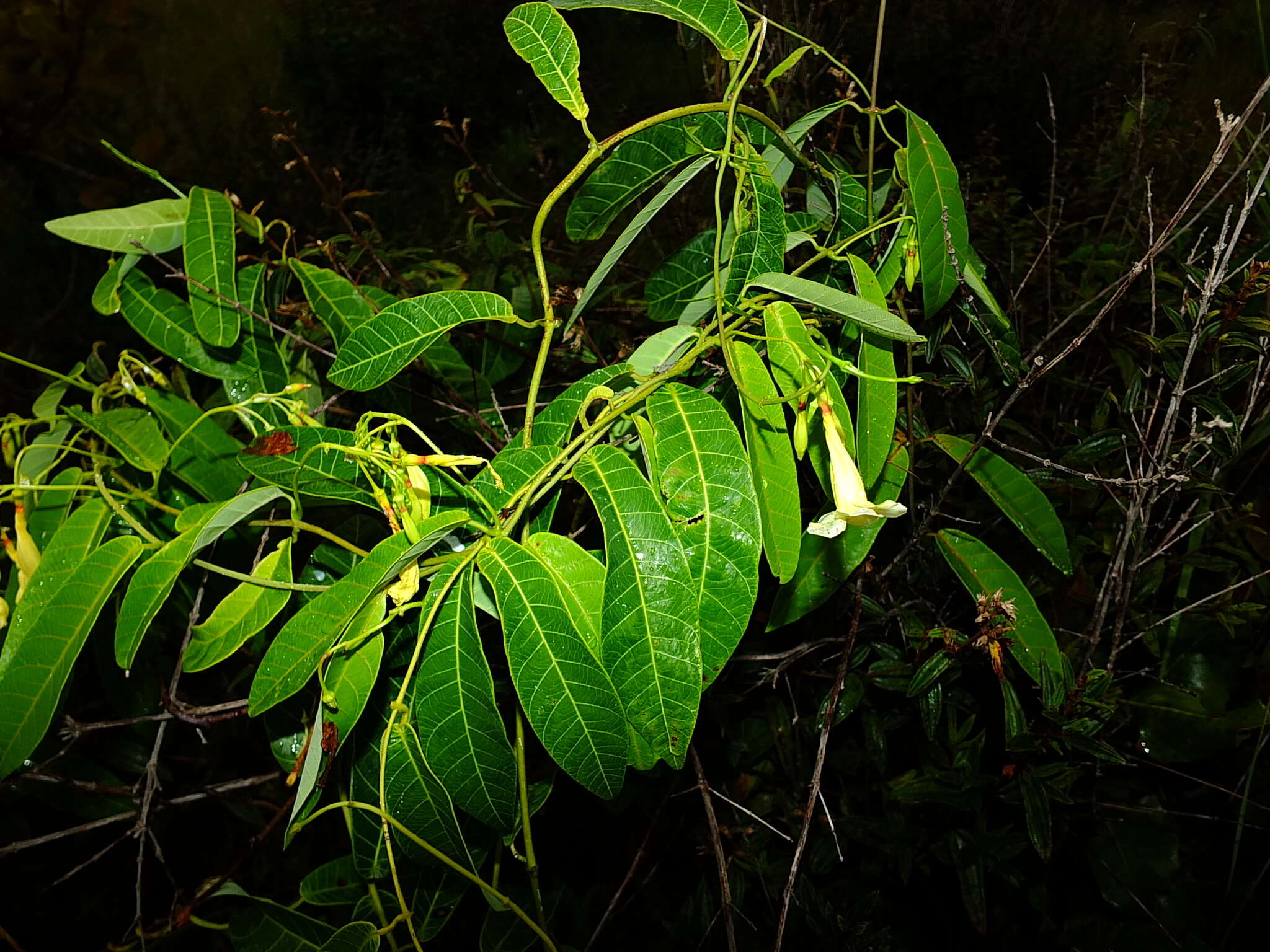 Plancia ëd Odontadenia nitida (M. Vahl) Müll. Arg.