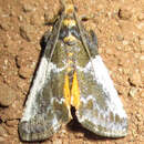 Pithyllis metachryseis Hampson 1906 resmi