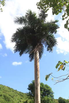 Image de Roystonea borinquena O. F. Cook