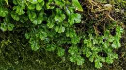 Image of Marchantia polymorpha subsp. polymorpha L.