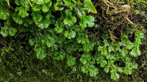 Image of Marchantia polymorpha subsp. polymorpha L.