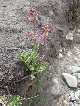 Imagem de <i>Pedicularis ornithorhynchos</i> Bentham