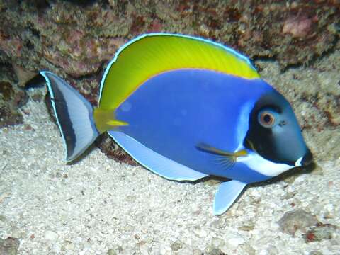 Image of Blue Surgeonfish