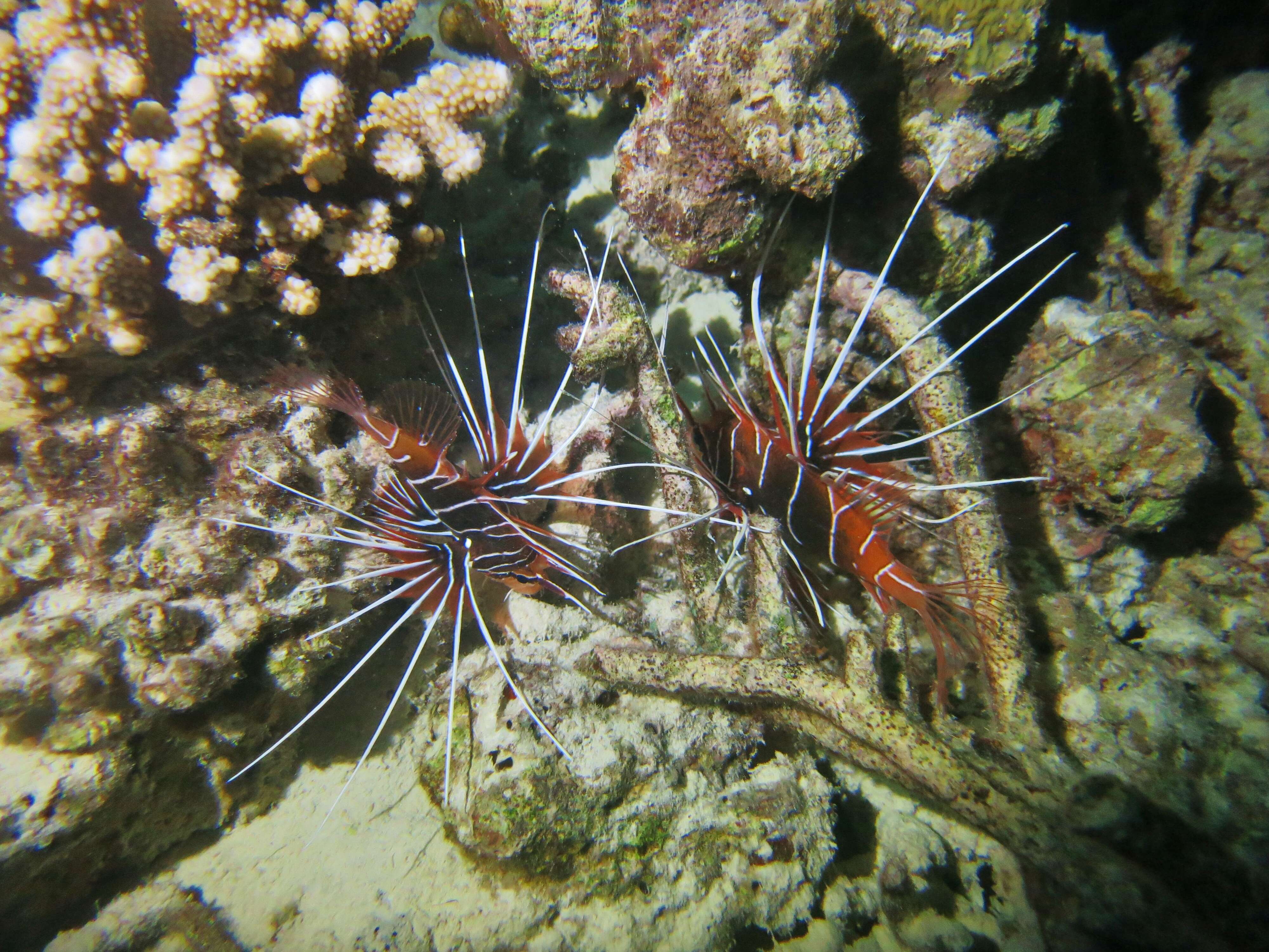 Image de poisson-scorpion à antennes