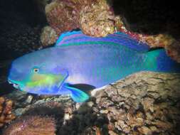 Image of Heavybeak Parrotfish