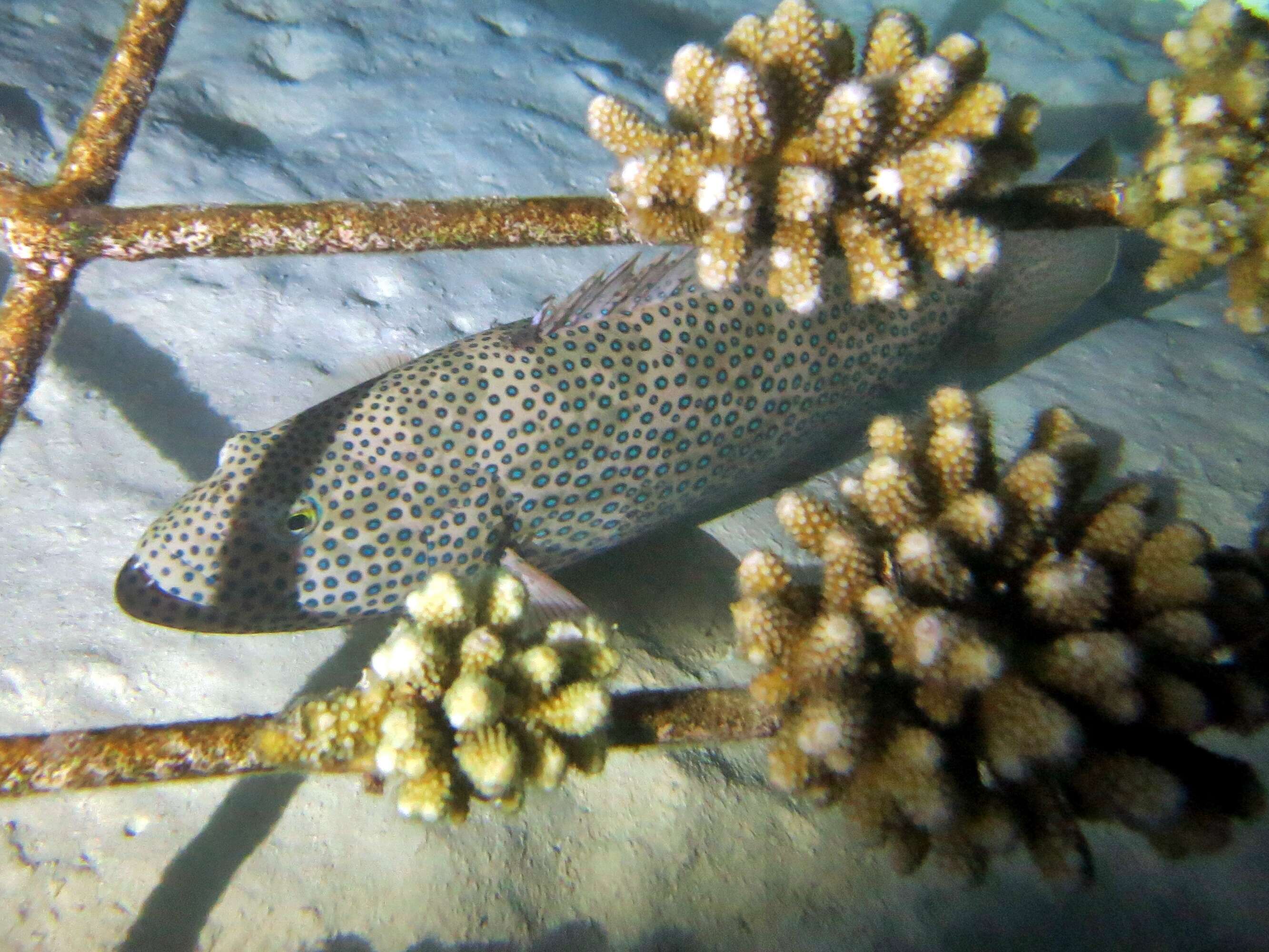 Cephalopholis miniata (Forsskål 1775) resmi