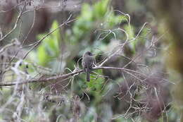 Image of Hispaniolan Pewee