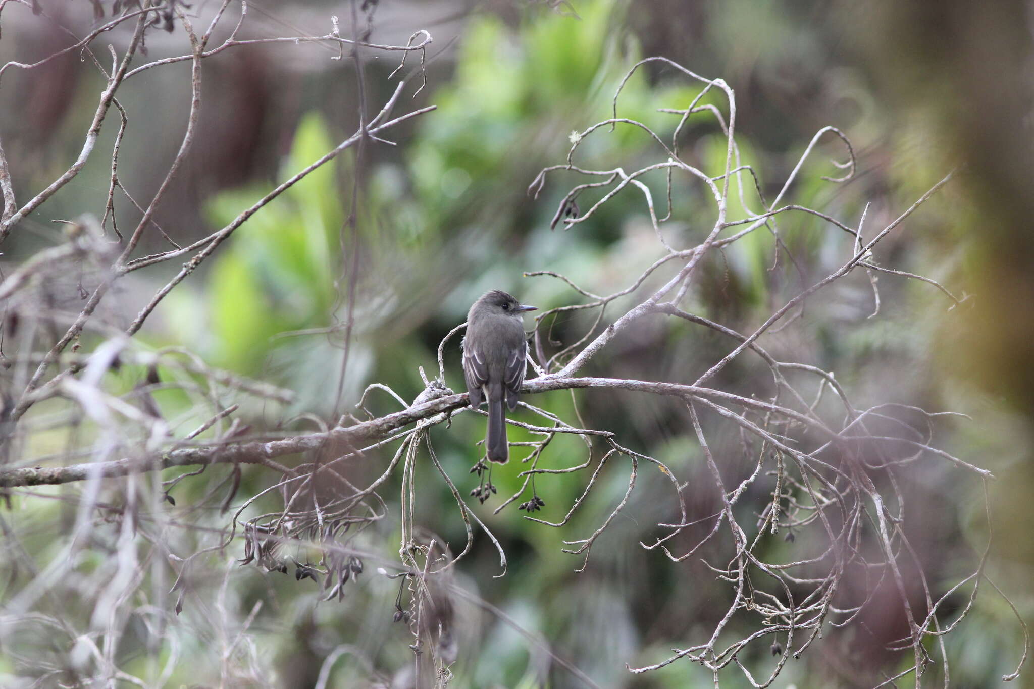 Image of Hispaniolan Pewee