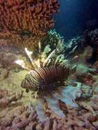 Pterois miles (Bennett 1828) resmi