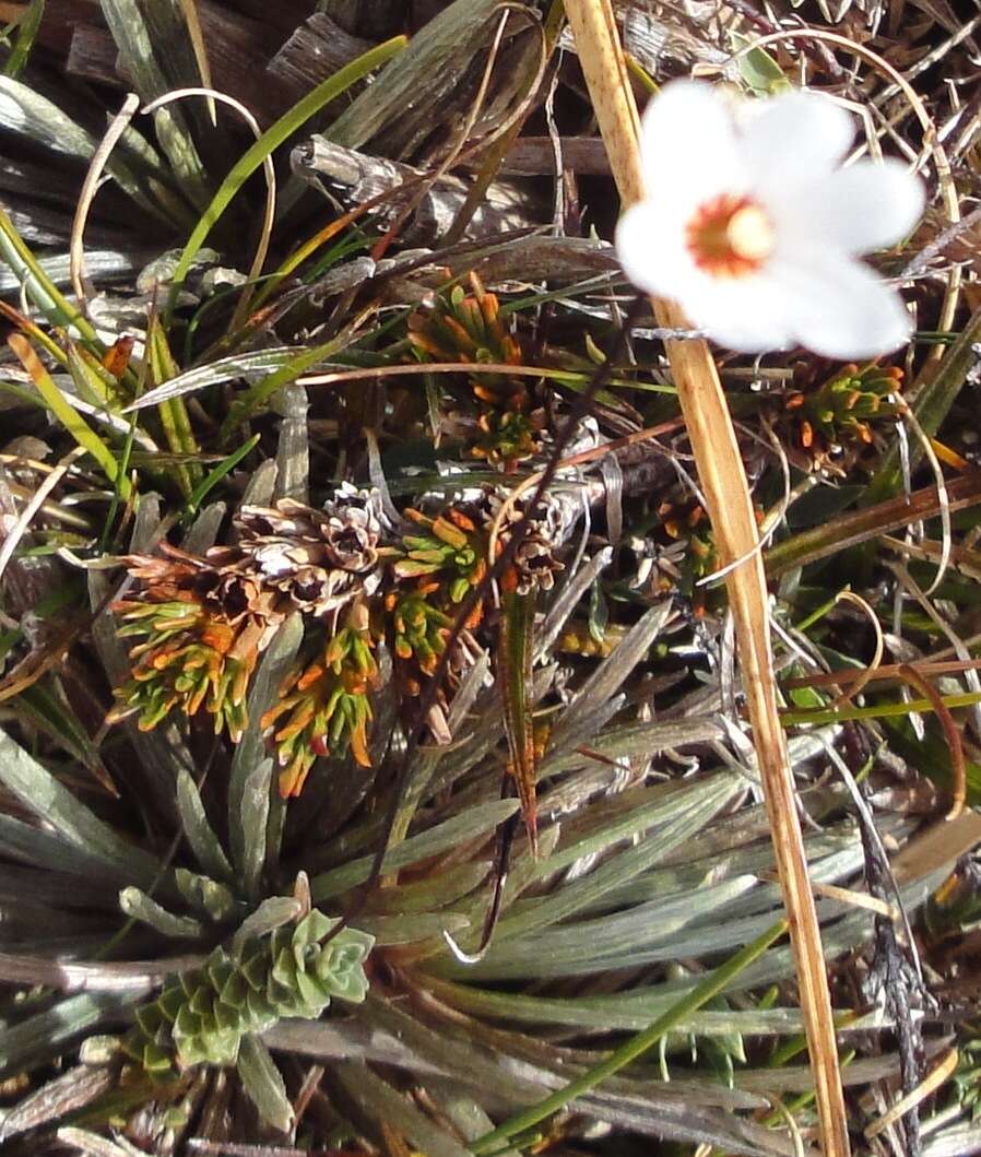 Image of Forstera sedifolia Forst. fil.